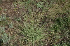 Cleistogenes serotina