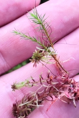 Polytrichum strictum