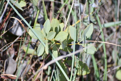 Baptisia bracteata