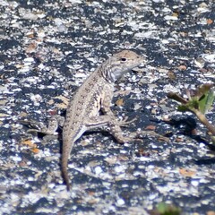 Holbrookia propinqua