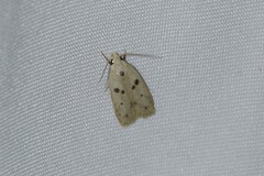 Scythropiodes issikii