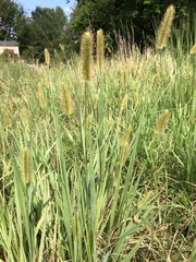 Setaria parviflora