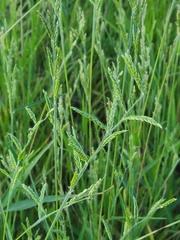 Eriochloa acuminata