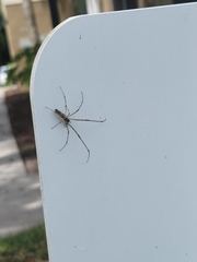 Tetragnatha laboriosa