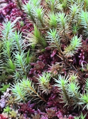 Polytrichum strictum