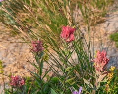 Castilleja parviflora