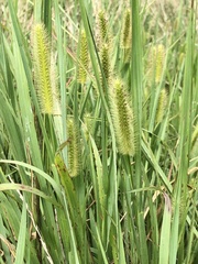 Setaria parviflora