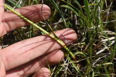 Eriophorum