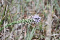 Liatris carrizana
