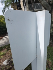 Tetragnatha laboriosa