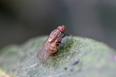 Schizophora
