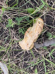 Lactarius deliciosus