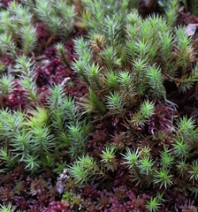 Polytrichum strictum