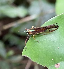 Dictyopharidae