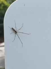 Tetragnatha laboriosa