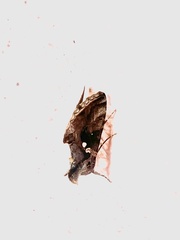 Chrysodeixis