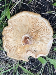 Lactarius deliciosus