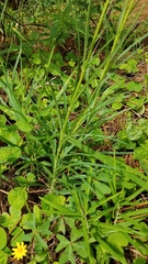Penstemon miniatus apateticus