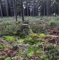 Polytrichum strictum