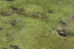 Callitriche hermaphroditica