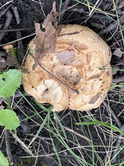 Lactarius deliciosus