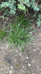 Liriope muscari