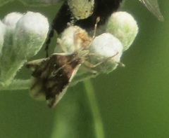 Harmostes fraterculus