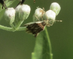 Harmostes fraterculus