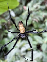 Trichonephila fenestrata