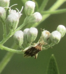 Harmostes fraterculus