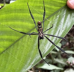 Trichonephila fenestrata
