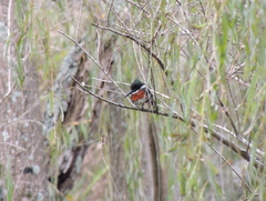 Chloroceryle americana