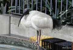 Threskiornis molucca