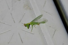 Zeugomantispa minuta