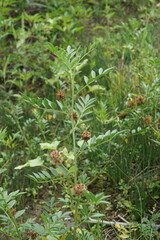 Glycyrrhiza echinata