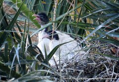 Threskiornis molucca