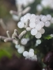 Arcyria cinerea