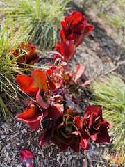 Kalanchoe sexangularis