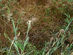 Tragopogon pratensis