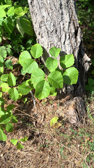 Toxicodendron rydbergii