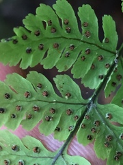 Cystopteris bulbifera