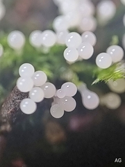 Arcyria cinerea