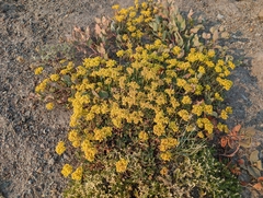 Eriogonum umbellatum