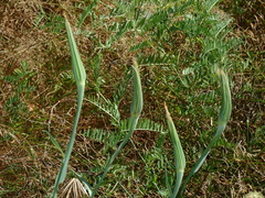 Tragopogon pratensis