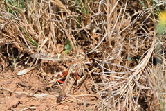 Oedaleus decorus
