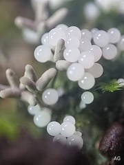 Arcyria cinerea