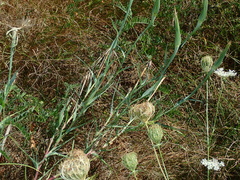 Tragopogon pratensis
