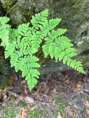 Cystopteris bulbifera