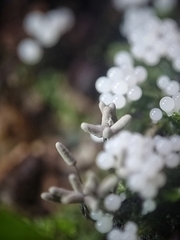 Arcyria cinerea