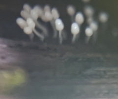 Arcyria cinerea